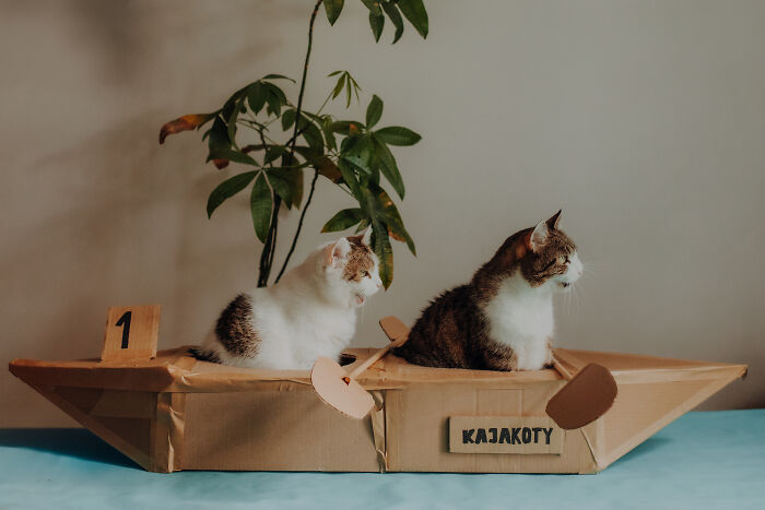 My Cats Became Athletes For My Annual Calendar, And The Photos Are Purrfection (13 Pics)