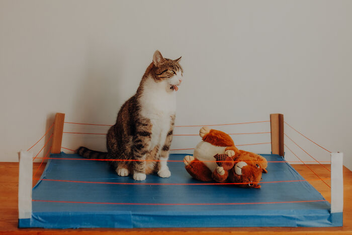 My Cats Became Athletes For My Annual Calendar, And The Photos Are Purrfection (13 Pics)