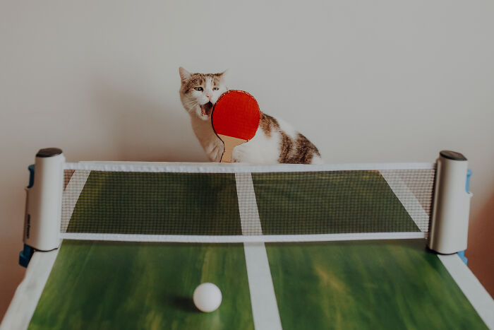 My Cats Became Athletes For My Annual Calendar, And The Photos Are Purrfection (13 Pics)