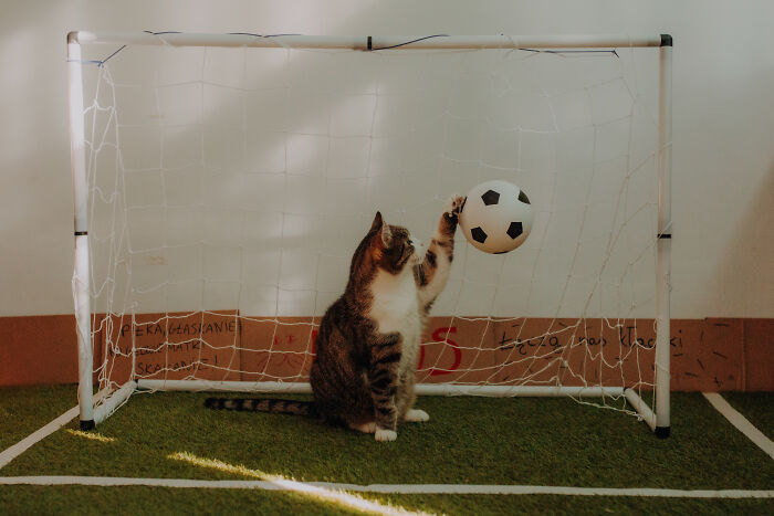 My Cats Became Athletes For My Annual Calendar, And The Photos Are Purrfection (13 Pics)
