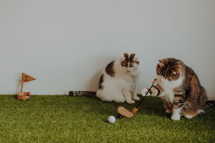 My Cats Became Athletes For My Annual Calendar, And The Photos Are Purrfection (13 Pics)