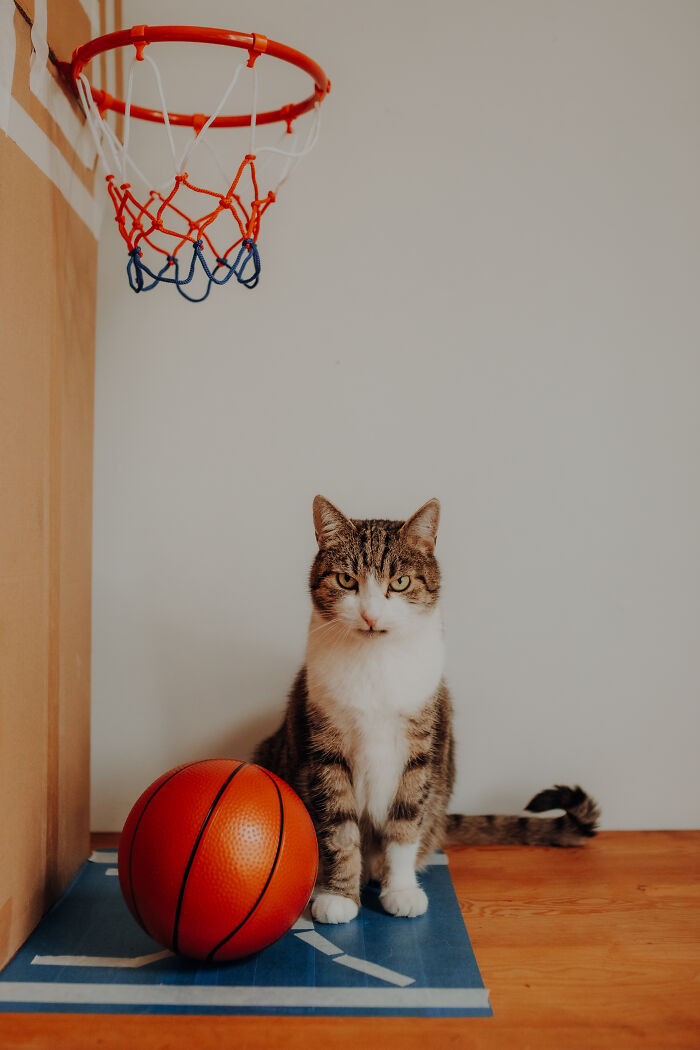 My Cats Became Athletes For My Annual Calendar, And The Photos Are Purrfection (13 Pics)