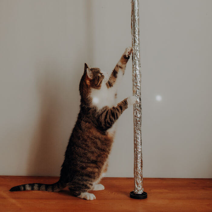 My Cats Became Athletes For My Annual Calendar, And The Photos Are Purrfection (13 Pics)
