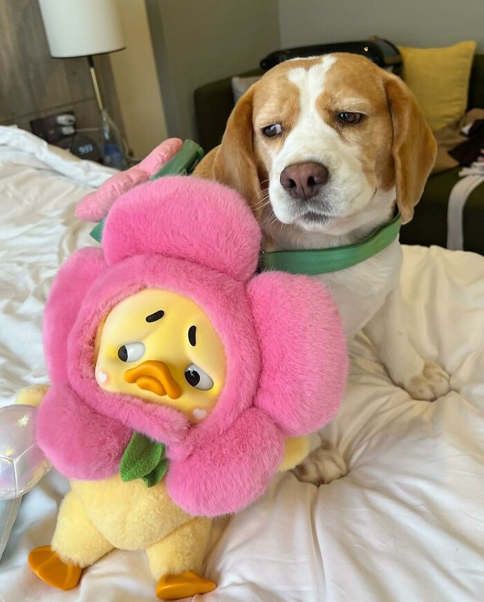 This Beagle Has The Most Relatable Sleepy Face Ever, And Here Are His 60 Best Expressions This Beagle Has The Most Relatable Sleepy Face Ever, And Here Are His 60 Best Expressions