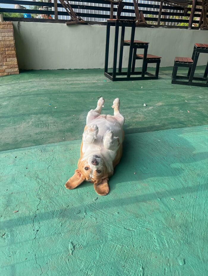 This Beagle Has The Most Relatable Sleepy Face Ever, And Here Are His 60 Best Expressions This Beagle Has The Most Relatable Sleepy Face Ever, And Here Are His 60 Best Expressions