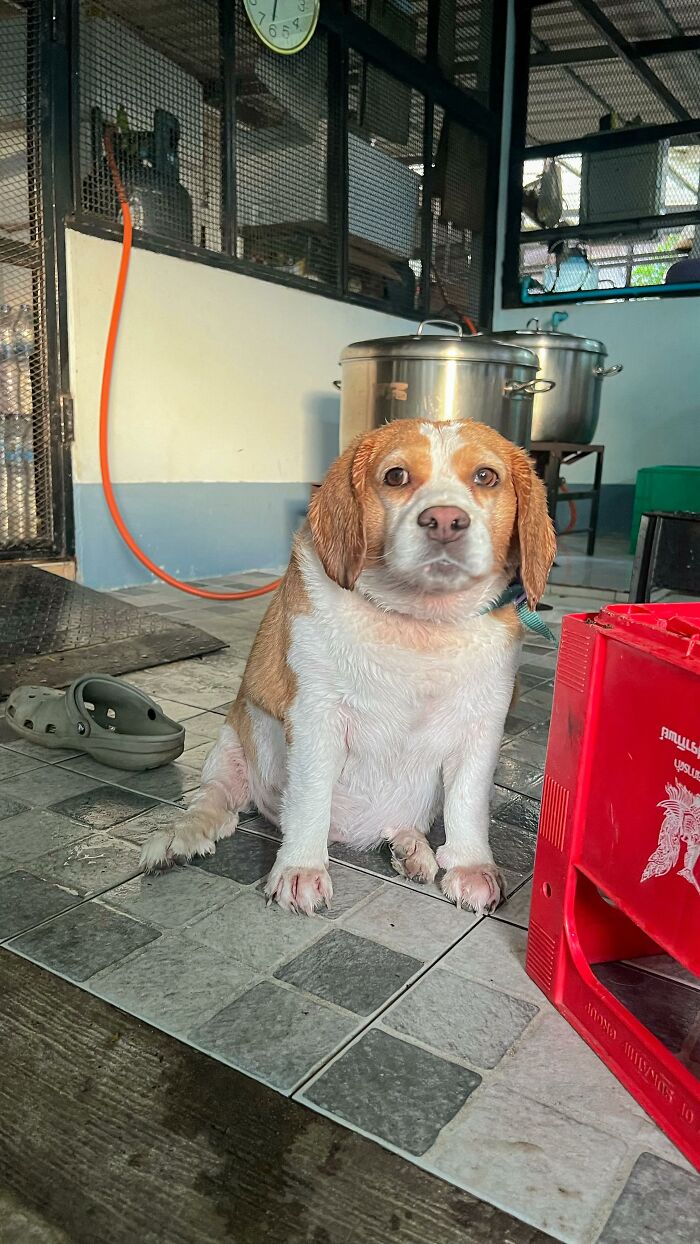 This Beagle Has The Most Relatable Sleepy Face Ever, And Here Are His 60 Best Expressions This Beagle Has The Most Relatable Sleepy Face Ever, And Here Are His 60 Best Expressions