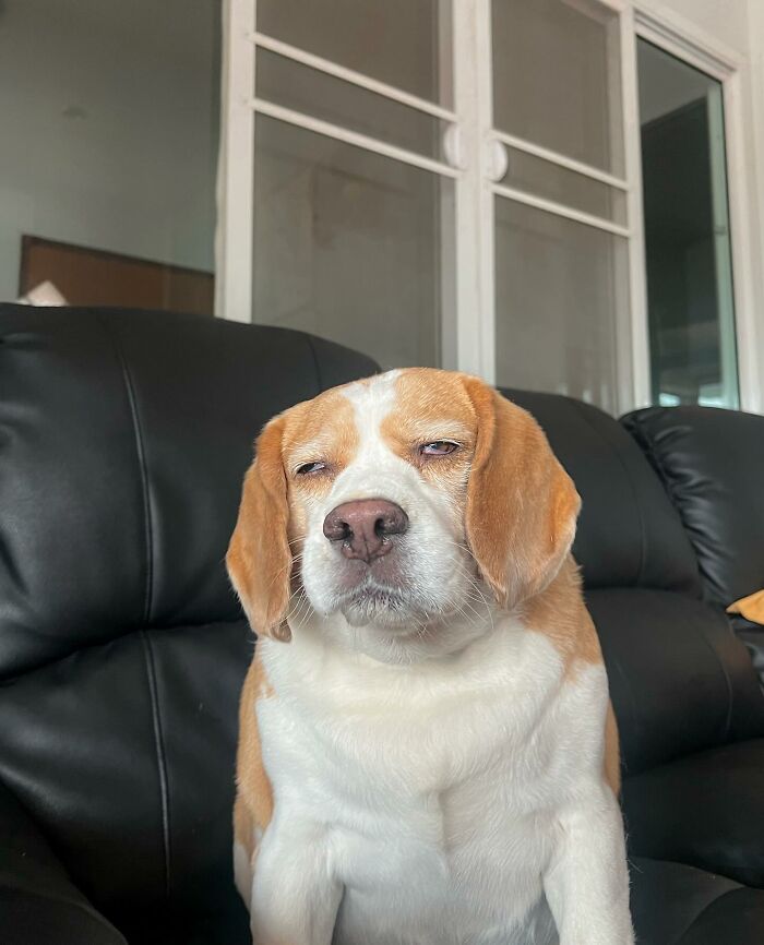 This Beagle Has The Most Relatable Sleepy Face Ever, And Here Are His 60 Best Expressions This Beagle Has The Most Relatable Sleepy Face Ever, And Here Are His 60 Best Expressions