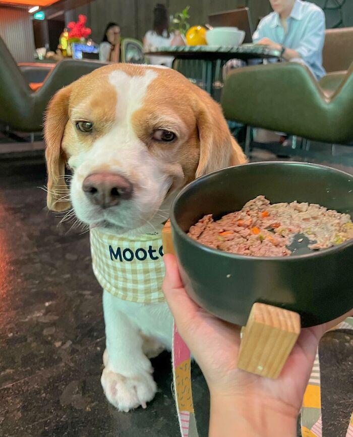 This Beagle Has The Most Relatable Sleepy Face Ever, And Here Are His 60 Best Expressions This Beagle Has The Most Relatable Sleepy Face Ever, And Here Are His 60 Best Expressions