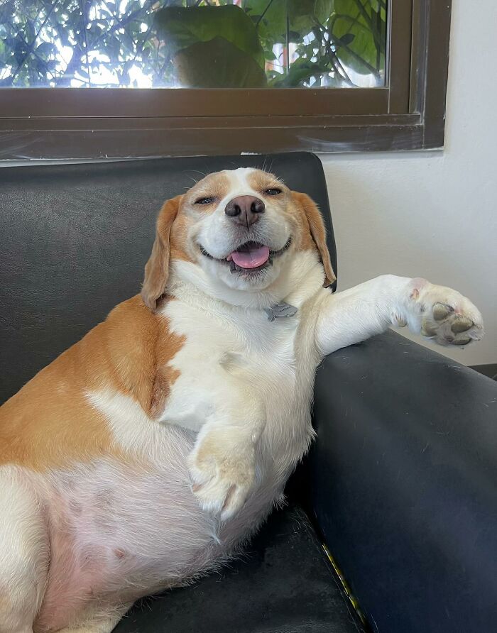 This Beagle Has The Most Relatable Sleepy Face Ever, And Here Are His 60 Best Expressions This Beagle Has The Most Relatable Sleepy Face Ever, And Here Are His 60 Best Expressions