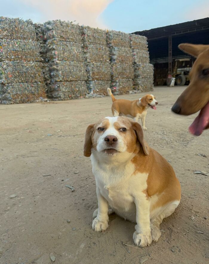 This Beagle Has The Most Relatable Sleepy Face Ever, And Here Are His 60 Best Expressions This Beagle Has The Most Relatable Sleepy Face Ever, And Here Are His 60 Best Expressions