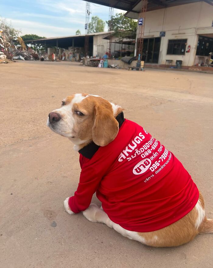 This Beagle Has The Most Relatable Sleepy Face Ever, And Here Are His 60 Best Expressions This Beagle Has The Most Relatable Sleepy Face Ever, And Here Are His 60 Best Expressions