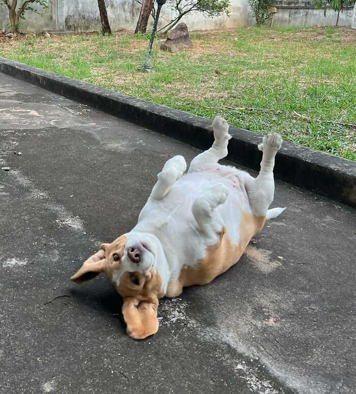 This Beagle Has The Most Relatable Sleepy Face Ever, And Here Are His 60 Best Expressions This Beagle Has The Most Relatable Sleepy Face Ever, And Here Are His 60 Best Expressions