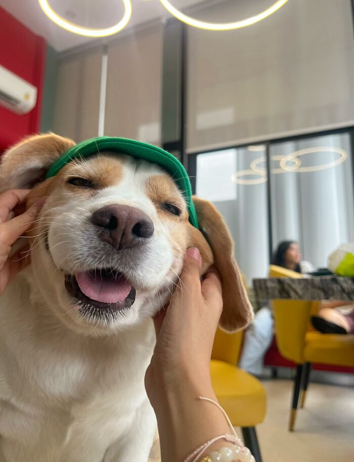 This Beagle Has The Most Relatable Sleepy Face Ever, And Here Are His 60 Best Expressions This Beagle Has The Most Relatable Sleepy Face Ever, And Here Are His 60 Best Expressions