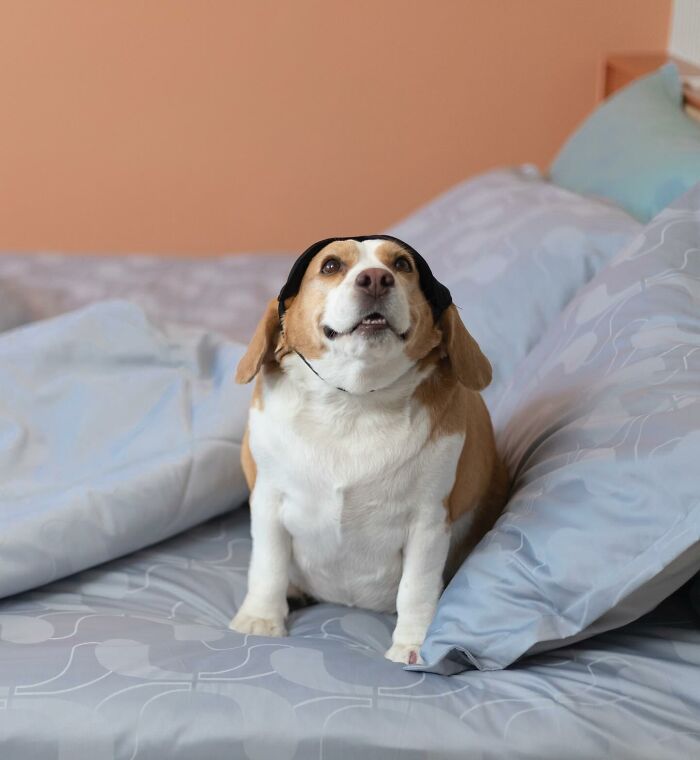 This Beagle Has The Most Relatable Sleepy Face Ever, And Here Are His 60 Best Expressions This Beagle Has The Most Relatable Sleepy Face Ever, And Here Are His 60 Best Expressions