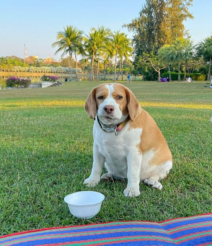 This Beagle Has The Most Relatable Sleepy Face Ever, And Here Are His 60 Best Expressions This Beagle Has The Most Relatable Sleepy Face Ever, And Here Are His 60 Best Expressions