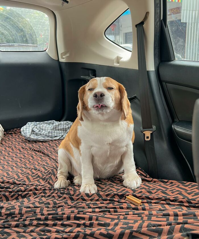 This Beagle Has The Most Relatable Sleepy Face Ever, And Here Are His 60 Best Expressions This Beagle Has The Most Relatable Sleepy Face Ever, And Here Are His 60 Best Expressions