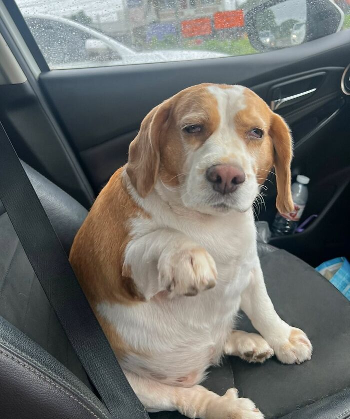 This Beagle Has The Most Relatable Sleepy Face Ever, And Here Are His 60 Best Expressions This Beagle Has The Most Relatable Sleepy Face Ever, And Here Are His 60 Best Expressions