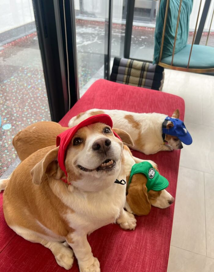 This Beagle Has The Most Relatable Sleepy Face Ever, And Here Are His 60 Best Expressions This Beagle Has The Most Relatable Sleepy Face Ever, And Here Are His 60 Best Expressions