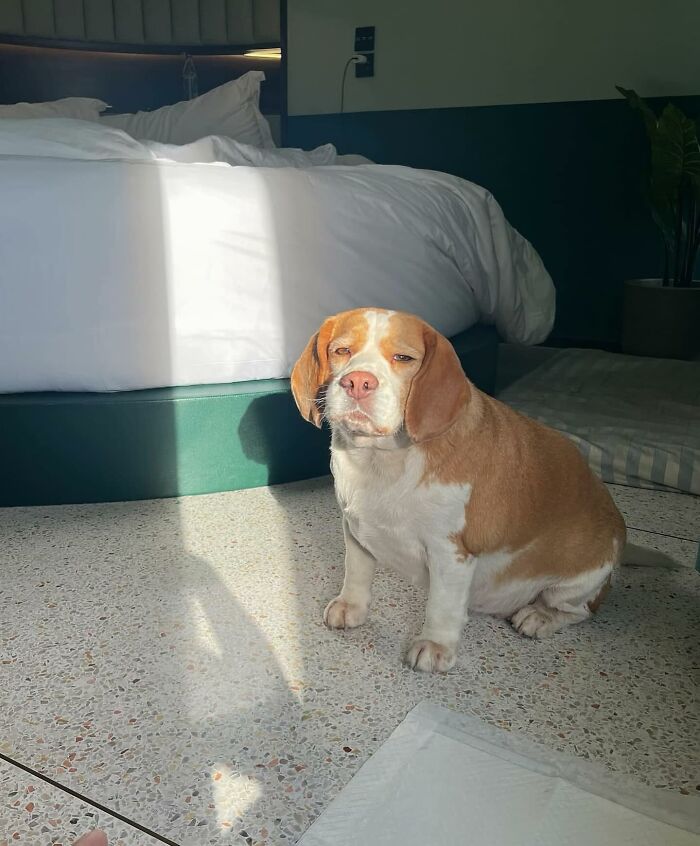 This Beagle Has The Most Relatable Sleepy Face Ever, And Here Are His 60 Best Expressions This Beagle Has The Most Relatable Sleepy Face Ever, And Here Are His 60 Best Expressions