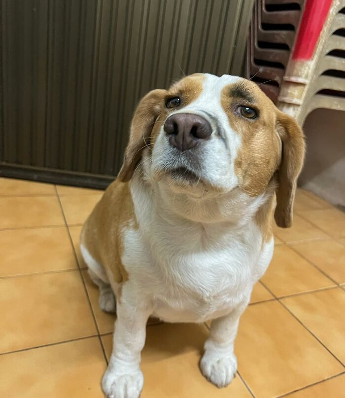 This Beagle Has The Most Relatable Sleepy Face Ever, And Here Are His 60 Best Expressions This Beagle Has The Most Relatable Sleepy Face Ever, And Here Are His 60 Best Expressions