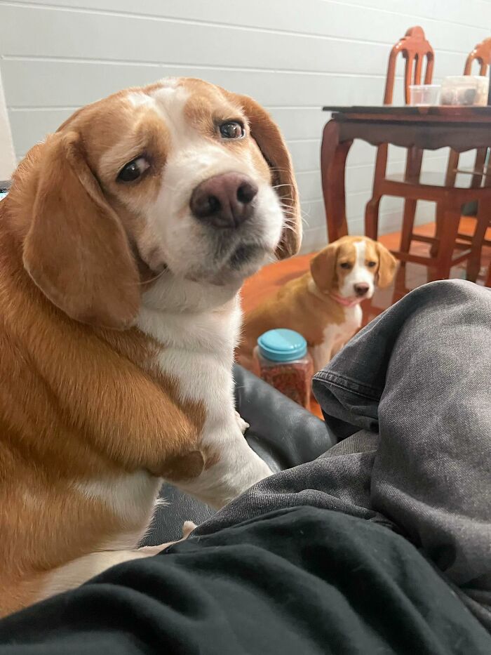 This Beagle Has The Most Relatable Sleepy Face Ever, And Here Are His 60 Best Expressions This Beagle Has The Most Relatable Sleepy Face Ever, And Here Are His 60 Best Expressions