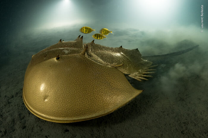 30 Incredible Underwater Photos That Reveal The Secret Life Beneath The Waves By Laurent Ballesta