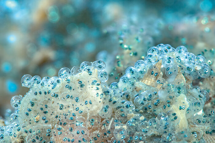 30 Incredible Underwater Photos That Reveal The Secret Life Beneath The Waves By Laurent Ballesta