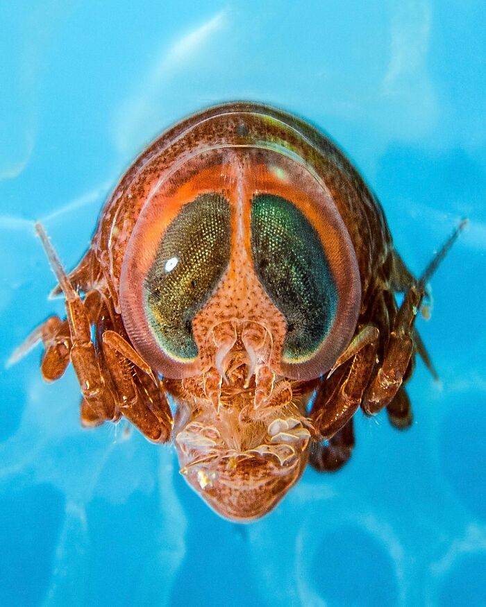 30 Incredible Underwater Photos That Reveal The Secret Life Beneath The Waves By Laurent Ballesta