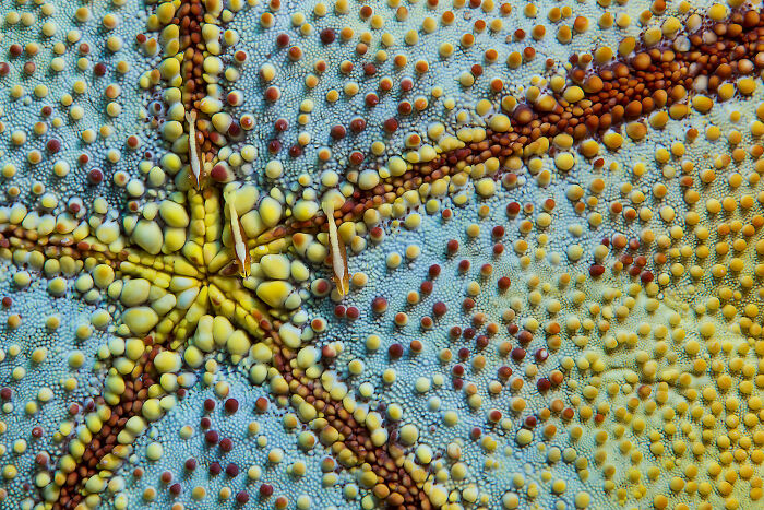 30 Incredible Underwater Photos That Reveal The Secret Life Beneath The Waves By Laurent Ballesta