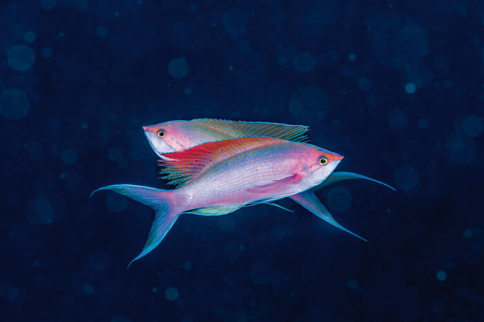 30 Incredible Underwater Photos That Reveal The Secret Life Beneath The Waves By Laurent Ballesta