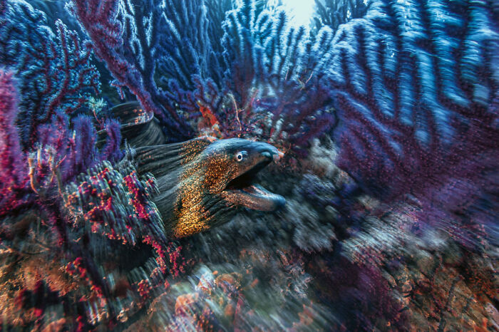 30 Incredible Underwater Photos That Reveal The Secret Life Beneath The Waves By Laurent Ballesta