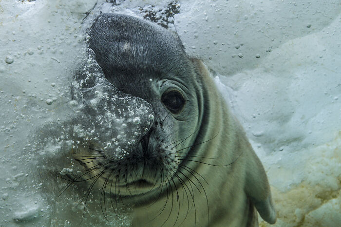 30 Incredible Underwater Photos That Reveal The Secret Life Beneath The Waves By Laurent Ballesta