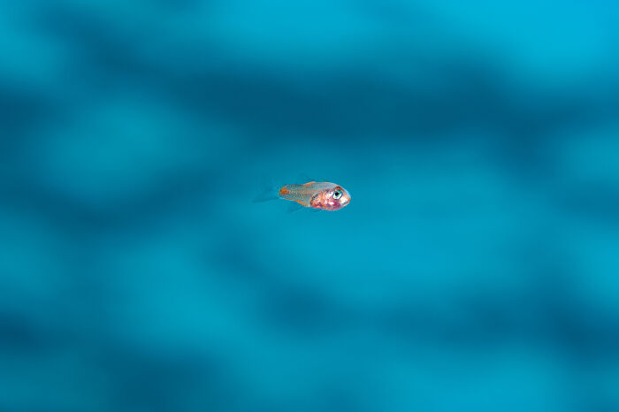 30 Incredible Underwater Photos That Reveal The Secret Life Beneath The Waves By Laurent Ballesta
