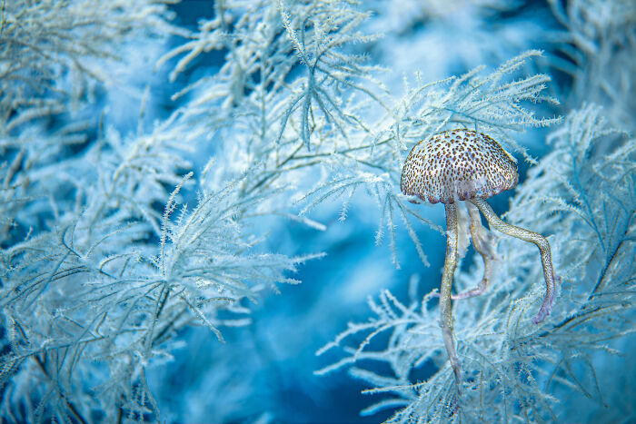30 Incredible Underwater Photos That Reveal The Secret Life Beneath The Waves By Laurent Ballesta