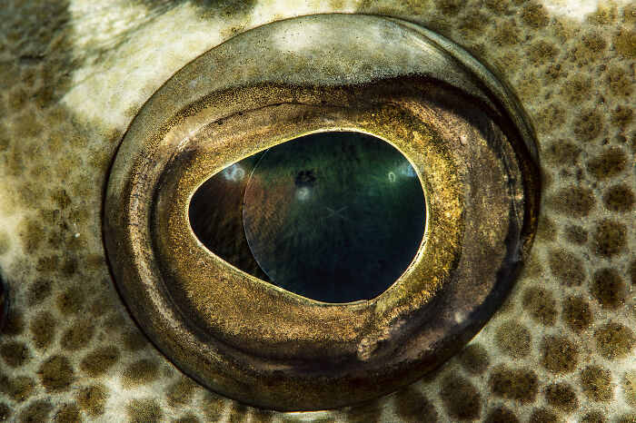 30 Incredible Underwater Photos That Reveal The Secret Life Beneath The Waves By Laurent Ballesta
