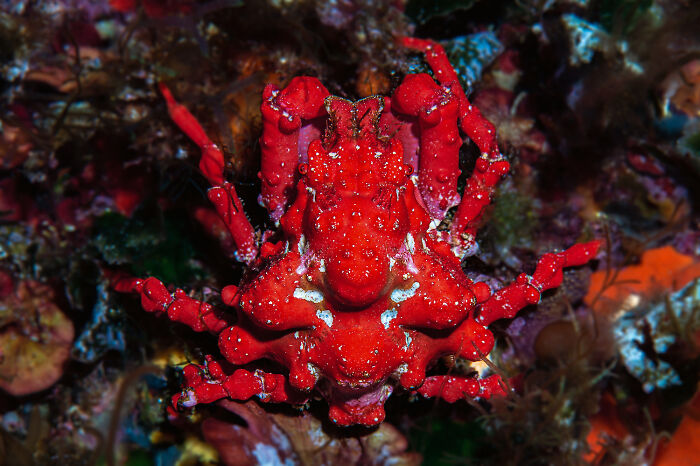 30 Incredible Underwater Photos That Reveal The Secret Life Beneath The Waves By Laurent Ballesta