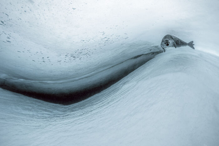 30 Incredible Underwater Photos That Reveal The Secret Life Beneath The Waves By Laurent Ballesta