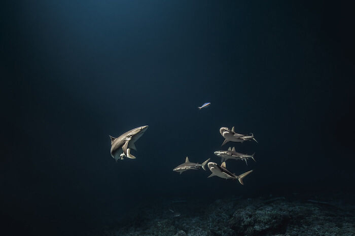 30 Incredible Underwater Photos That Reveal The Secret Life Beneath The Waves By Laurent Ballesta