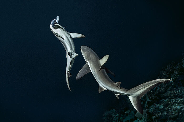 30 Incredible Underwater Photos That Reveal The Secret Life Beneath The Waves By Laurent Ballesta