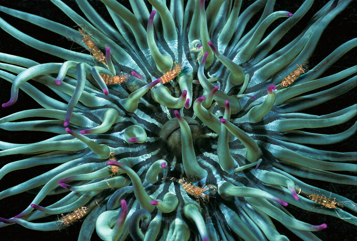 30 Incredible Underwater Photos That Reveal The Secret Life Beneath The Waves By Laurent Ballesta