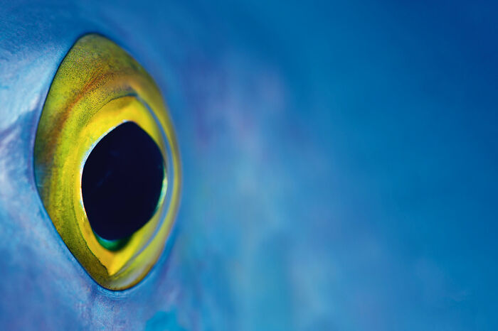 30 Incredible Underwater Photos That Reveal The Secret Life Beneath The Waves By Laurent Ballesta