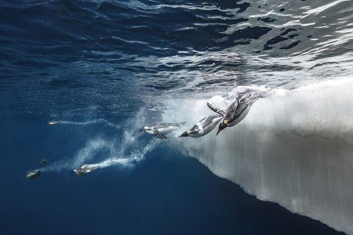 30 Incredible Underwater Photos That Reveal The Secret Life Beneath The Waves By Laurent Ballesta