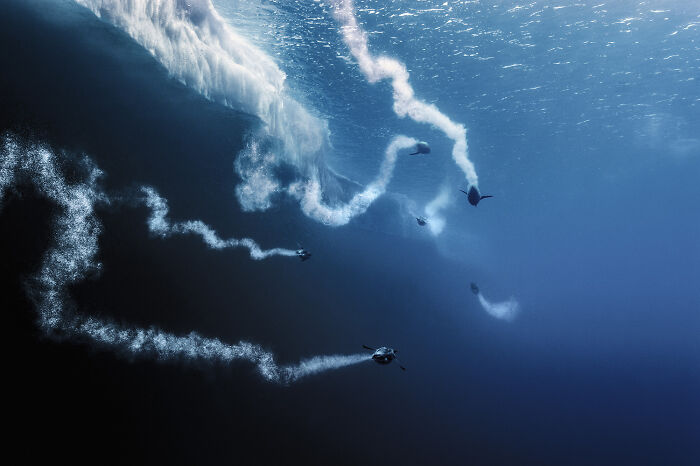 30 Incredible Underwater Photos That Reveal The Secret Life Beneath The Waves By Laurent Ballesta