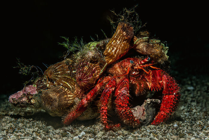 30 Incredible Underwater Photos That Reveal The Secret Life Beneath The Waves By Laurent Ballesta