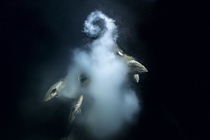 30 Incredible Underwater Photos That Reveal The Secret Life Beneath The Waves By Laurent Ballesta