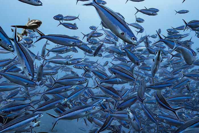 30 Incredible Underwater Photos That Reveal The Secret Life Beneath The Waves By Laurent Ballesta