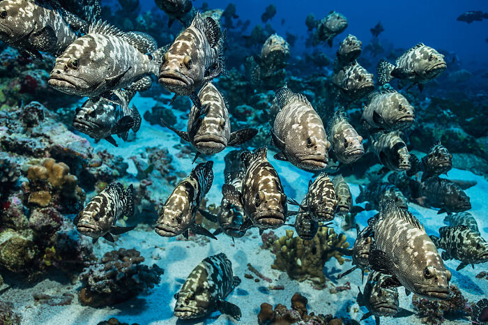 30 Incredible Underwater Photos That Reveal The Secret Life Beneath The Waves By Laurent Ballesta