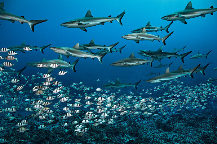 30 Incredible Underwater Photos That Reveal The Secret Life Beneath The Waves By Laurent Ballesta