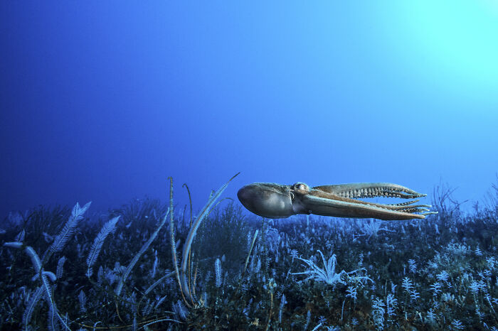 30 Incredible Underwater Photos That Reveal The Secret Life Beneath The Waves By Laurent Ballesta