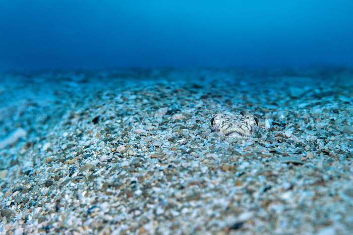30 Incredible Underwater Photos That Reveal The Secret Life Beneath The Waves By Laurent Ballesta